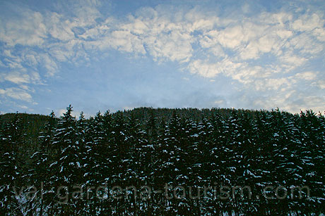 Forest à Selva Gardena photo